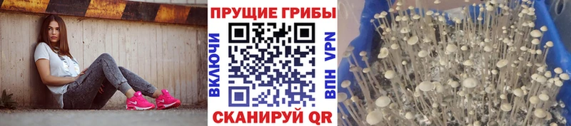 Псилоцибиновые грибы мицелий  Волжск 